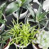 The Senecio Barberonicus succulents