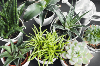 The Senecio Barberonicus succulents