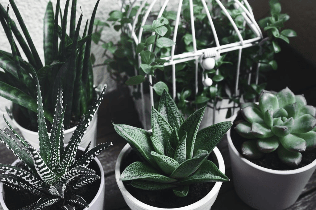 There are correct means of potting and repotting the Senecio succulent There are correct means of potting and repotting the Senecio succulent