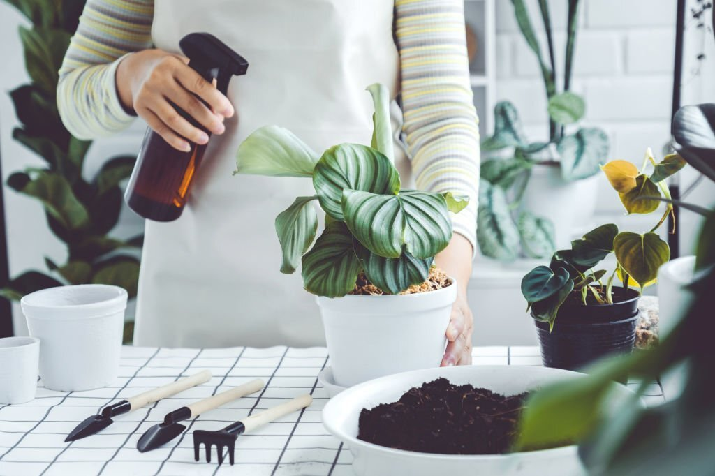 Watering a Philodendron plant Watering a Philodendron plant