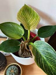 Yellow coloration on Philodendron Birkin leaf