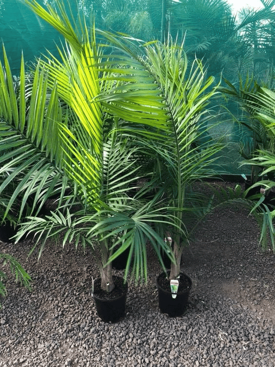 Young Majesty Palms in black pots outdoors