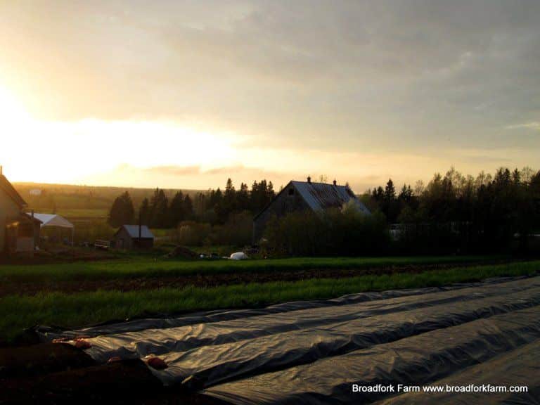 Black Plastic Landscape Tarp