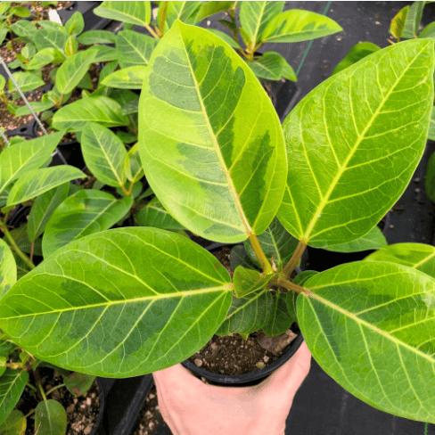 Ficus Altissima Yellow Gem Ficus Altissima Yellow Gem