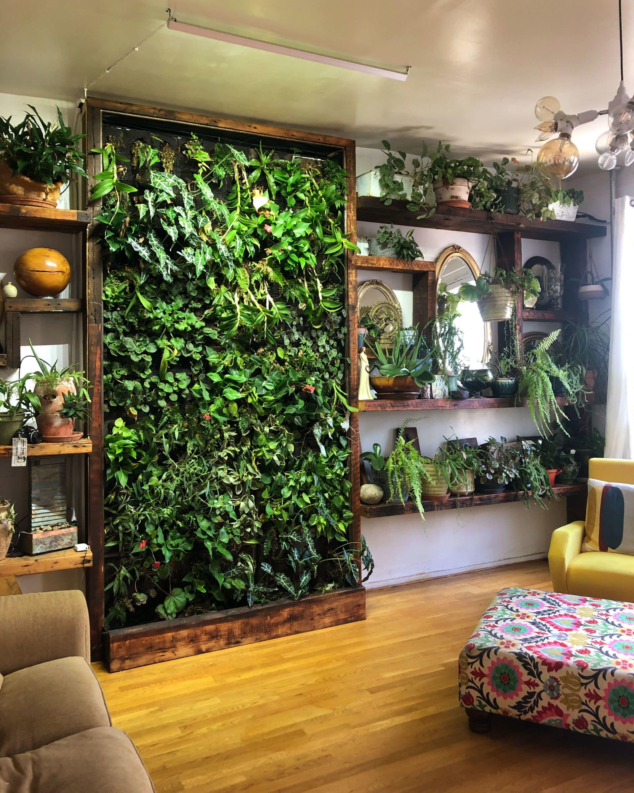 Know How Many Indoor Plants are Too Many