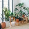 5 Things to Remember Before Decorating Your House with Indoor Plants