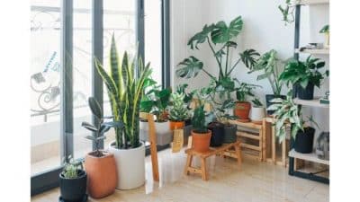 5 Things to Remember Before Decorating Your House with Indoor Plants