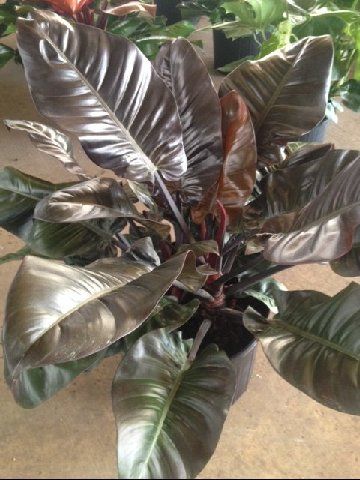 A Philodendron Black Cardinal plant