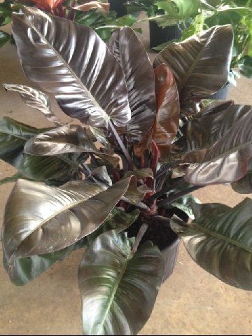 A Philodendron Black Cardinal plant A Philodendron Black Cardinal plant