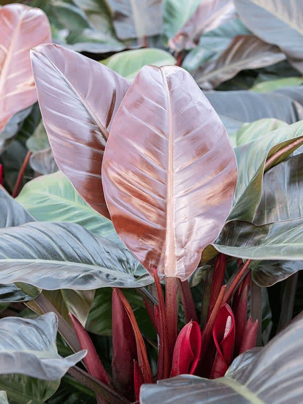 a philodendron imperial red plant in nursery