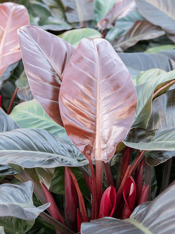 a philodendron imperial red plant in nursery a philodendron imperial red plant in nursery
