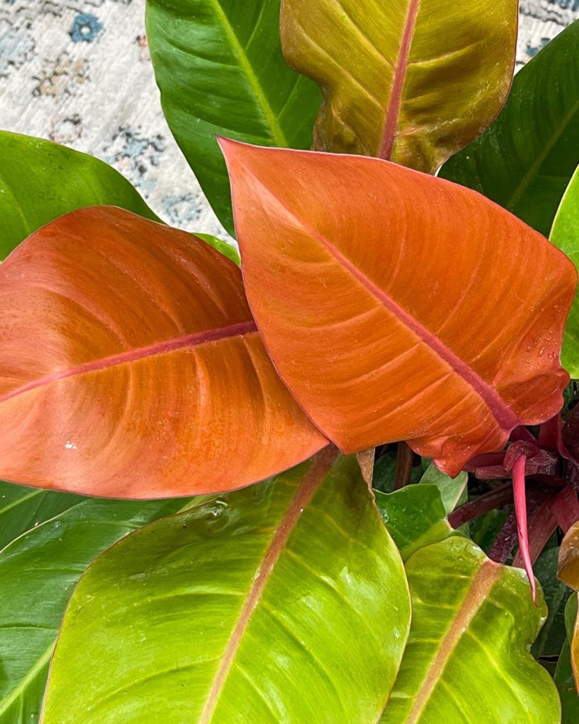a Philodendron Prince of Orange plant a Philodendron Prince of Orange plant