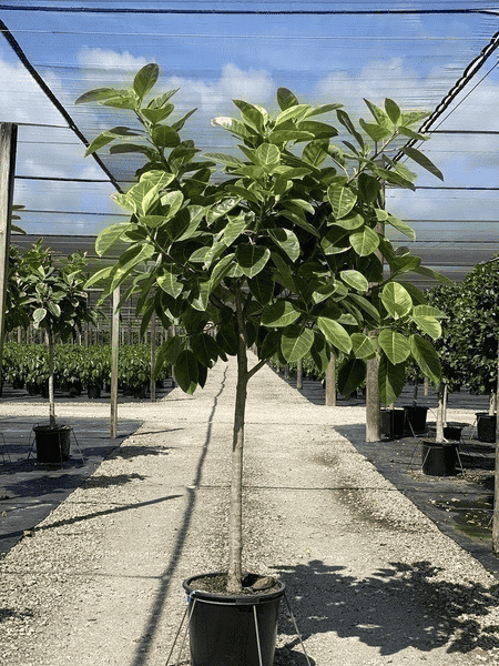 A tall yellow ficus gem A tall yellow ficus gem