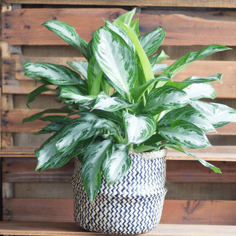 aglaonema silver bay in a basket