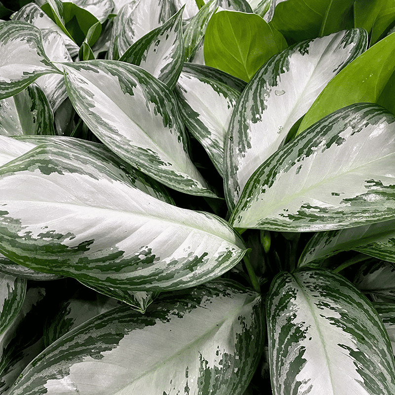 aglaonema silver bay leaves