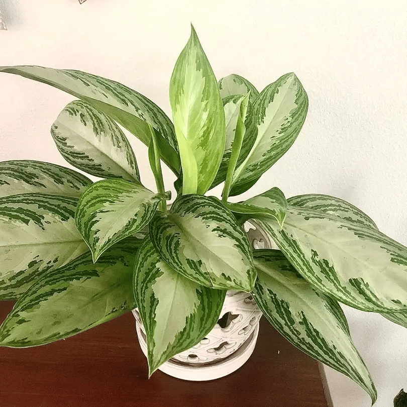 aglaonema silver bay on table