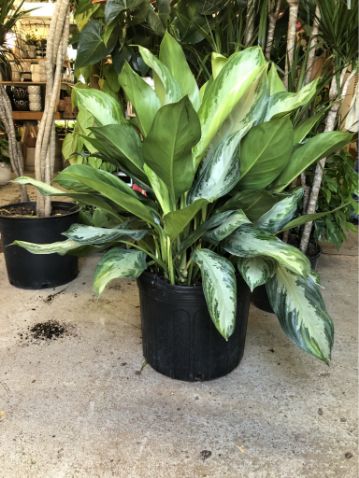 aglaonema silver bay outside