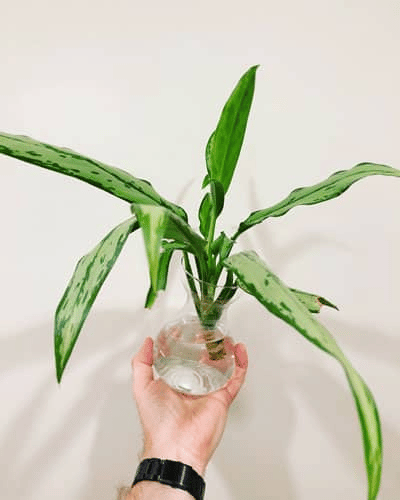 aglaonema silver bay propagation