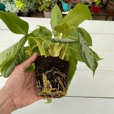 aglaonema silver bay repotting