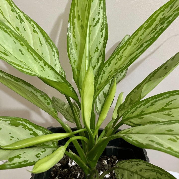 aglaonema silver queen aglaonema silver queen