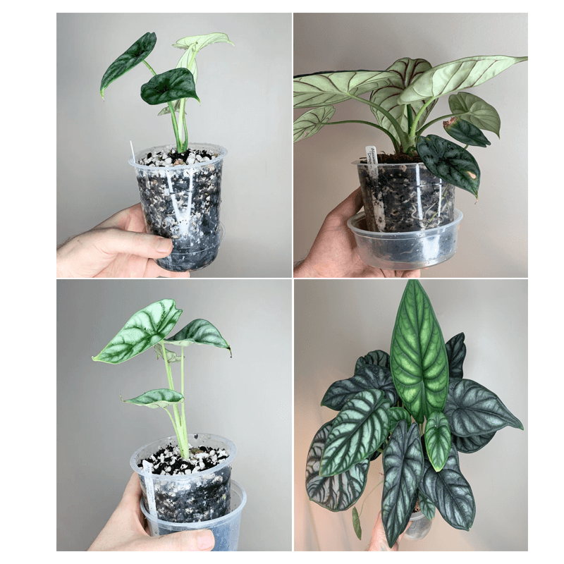 Alocasia baginda – Dragon Scale & Silver Dragon Alocasia baginda – Dragon Scale & Silver Dragon