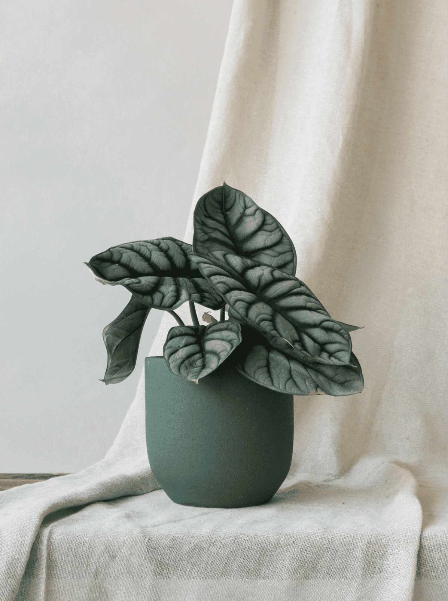 Alocasia Silver Dragon Alocasia Silver Dragon