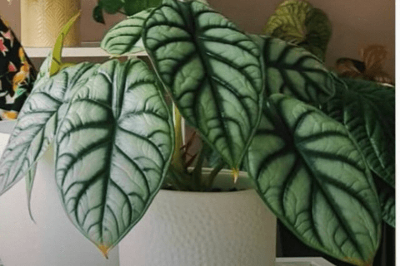 Alocasia Silver Dragon Alocasia Silver Dragon