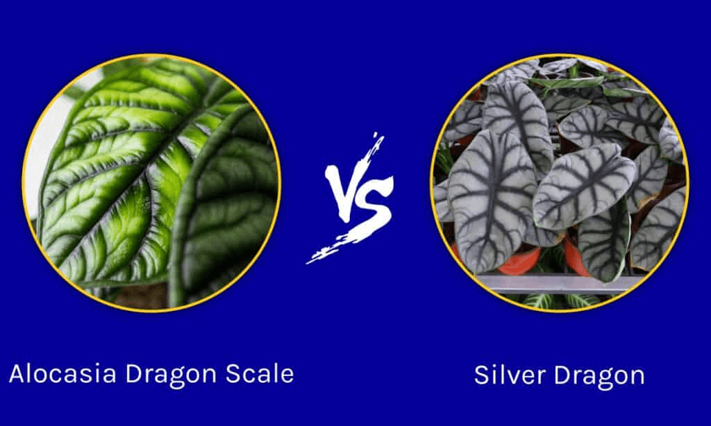 Alocasia silver dragon and dragon scale