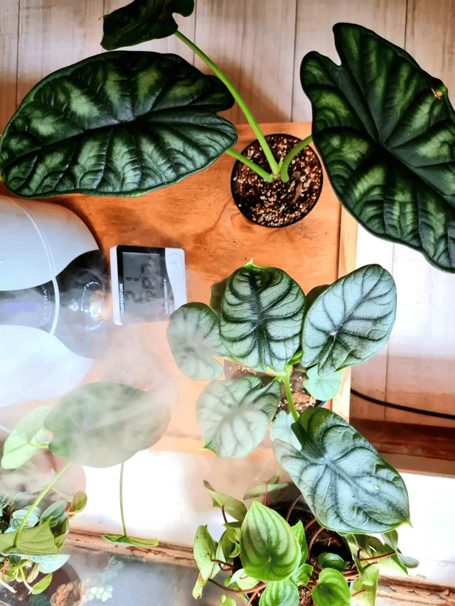 Alocasia silver dragon humidity Alocasia silver dragon humidity