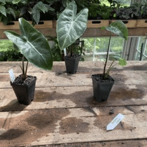 Alocasia silver dragon plant care Alocasia silver dragon plant care