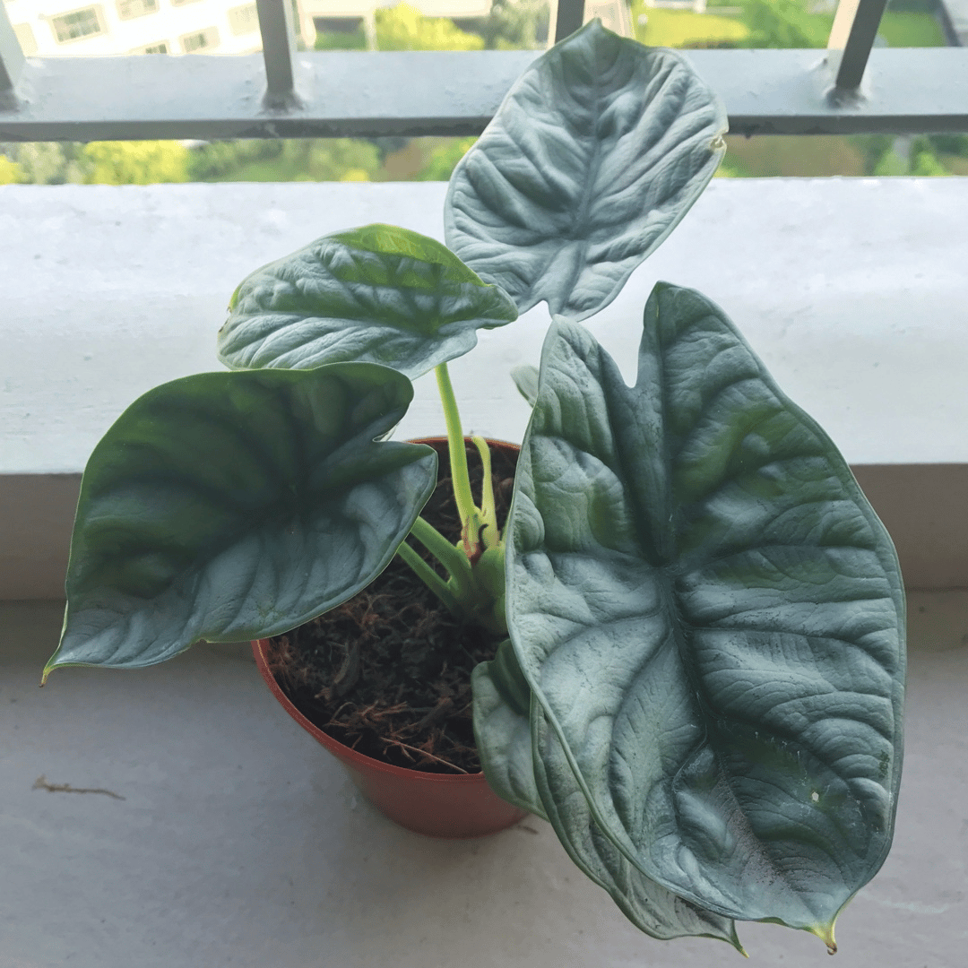 Alocasia silver dragon Alocasia silver dragon