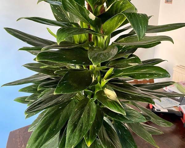 an image of a Monstera Standleyana plant an image of a Monstera Standleyana plant
