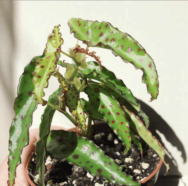 Begonia Amphioxus An Easy To Grow Care Guide