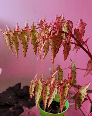 begonia amphioxus plant