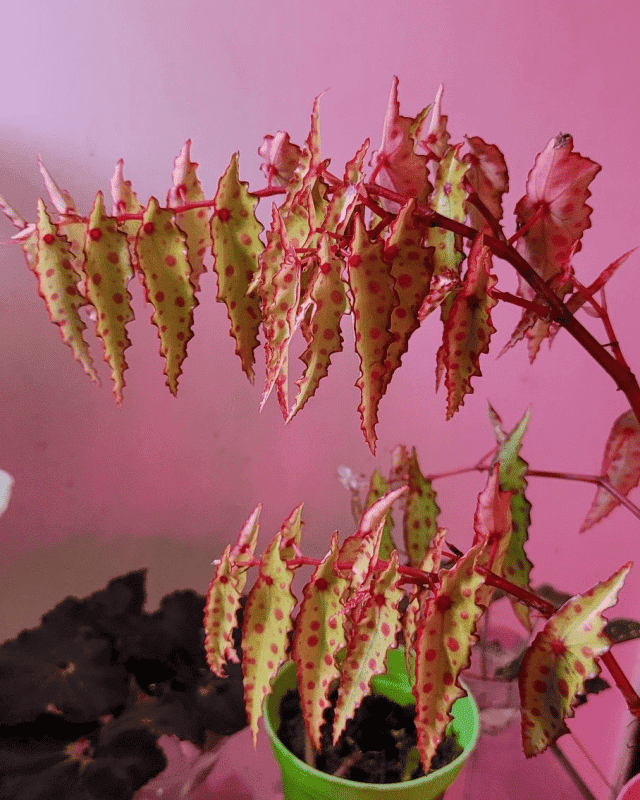 begonia amphioxus plant