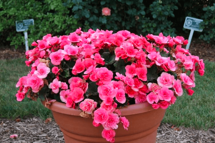 Begonia in the outdoors Begonia in the outdoors