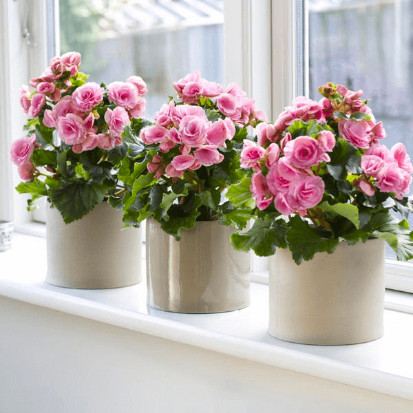 Begonias indoors with bright light