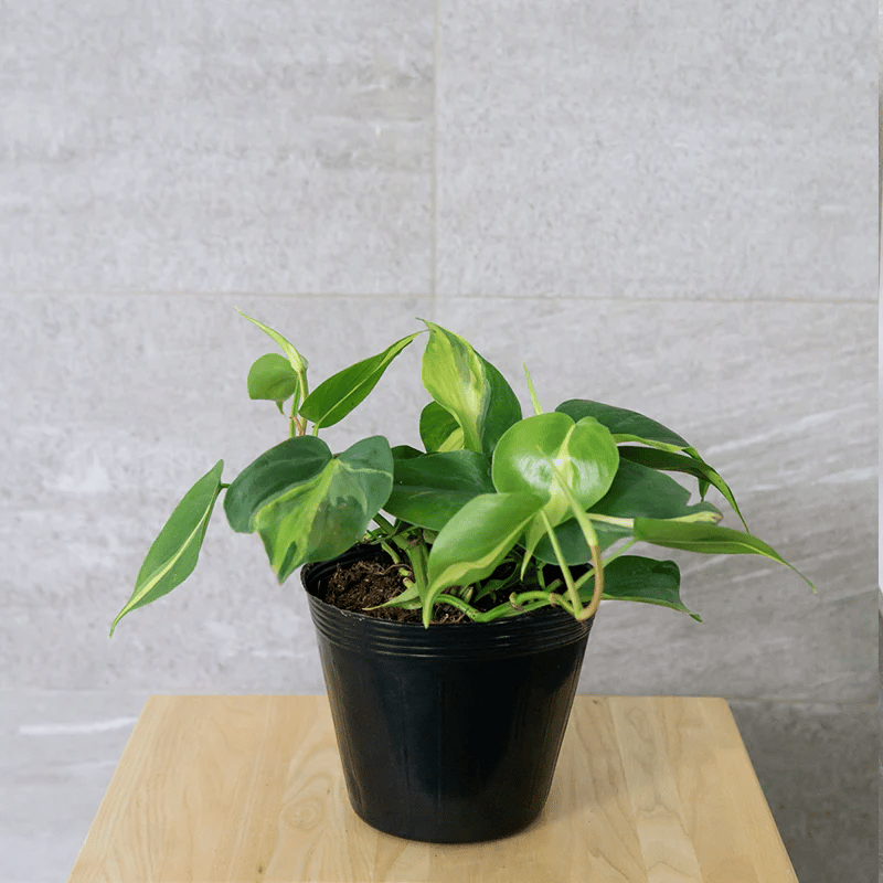 brasil philodendron in pot brasil philodendron in pot
