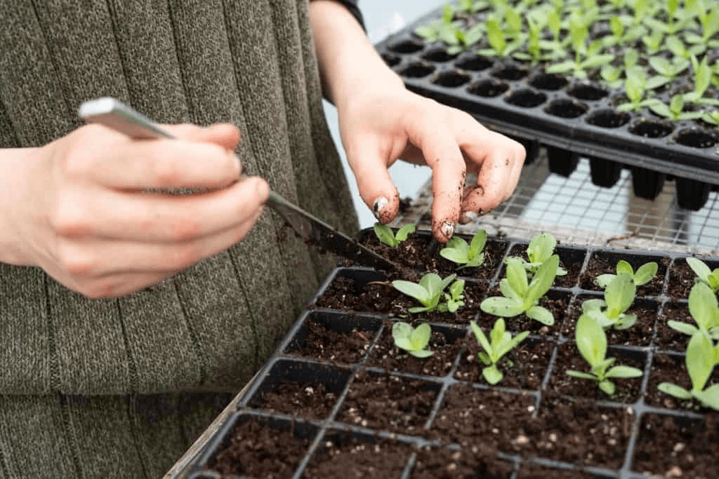 Caring for Exotic Indoor Plant Caring for Exotic Indoor Plant