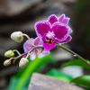 Cattleya trianae, the national flower of Colombia