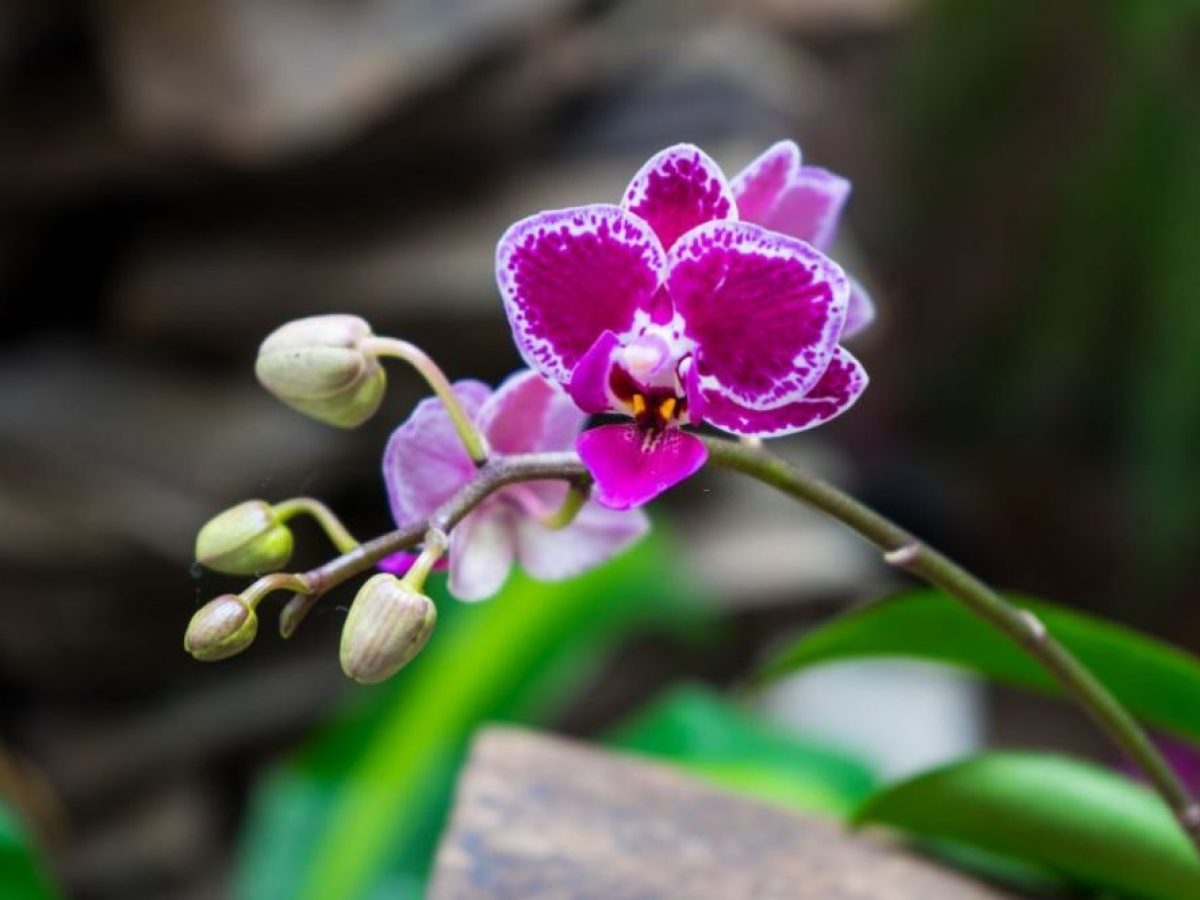 Cattleya Flower Colombia Meaning Best Flower Site