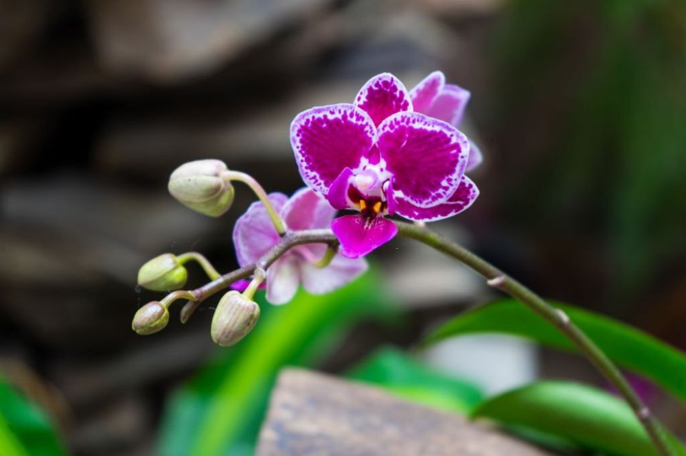 Cattleya trianae, the national flower of Colombia Cattleya trianae, the national flower of Colombia