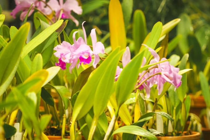 Cattleya trianae