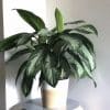 chinese evergreen silver bay