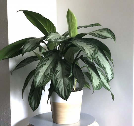 chinese evergreen silver bay