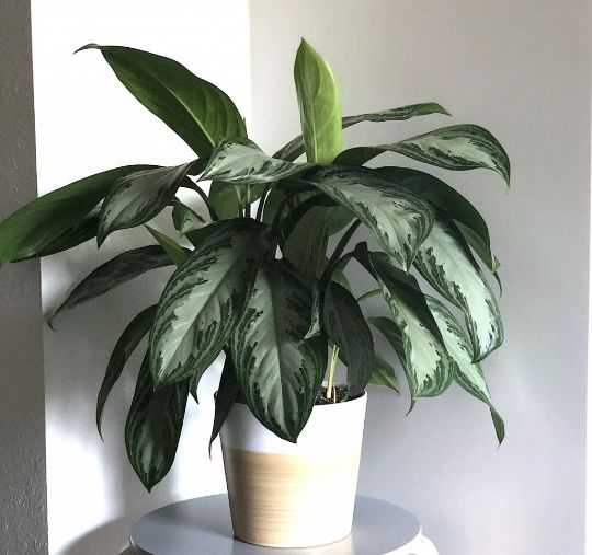 chinese evergreen silver bay chinese evergreen silver bay
