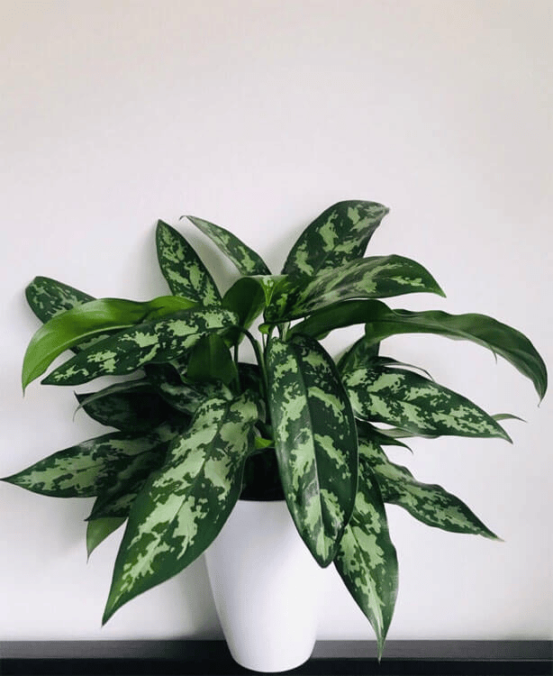 chinese evergreen silver bay