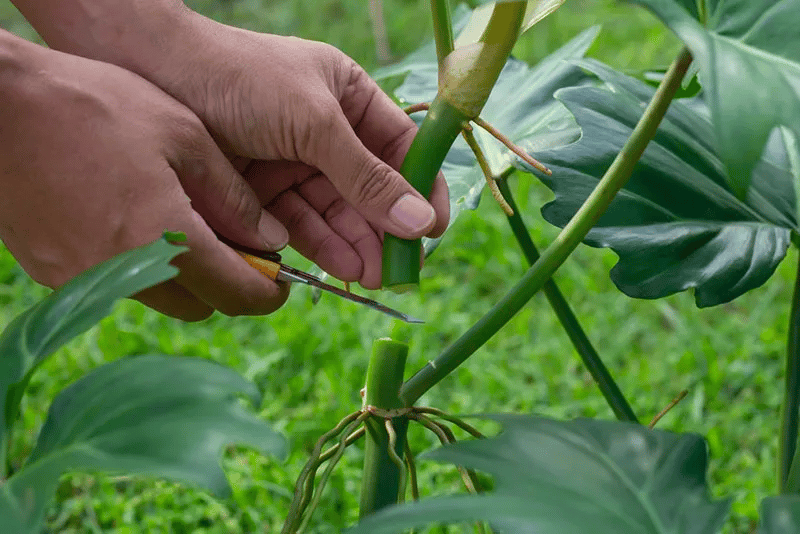 Cutting the stem of a philodendron