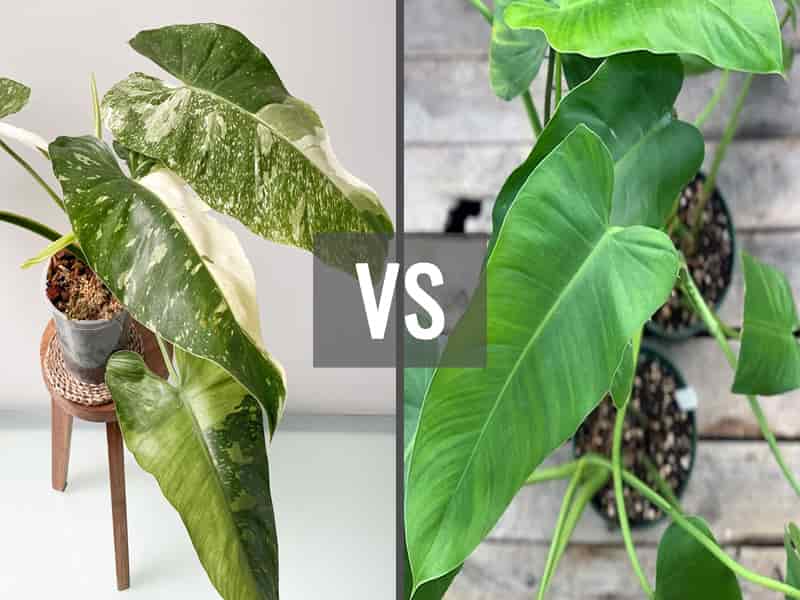 Difference between Philodendron Jose Buono and Imbe Difference between Philodendron Jose Buono and Imbe