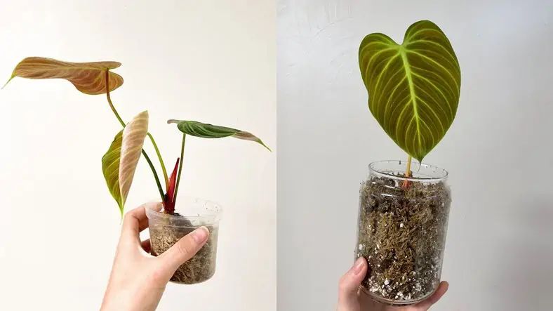 el choco red philodendron el choco red philodendron